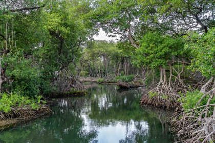 /clients/Rif-Mangrove-Park/Rif-Mangrove-4.jpg
